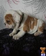 french bulldog puppy posted by Jessica reynolds